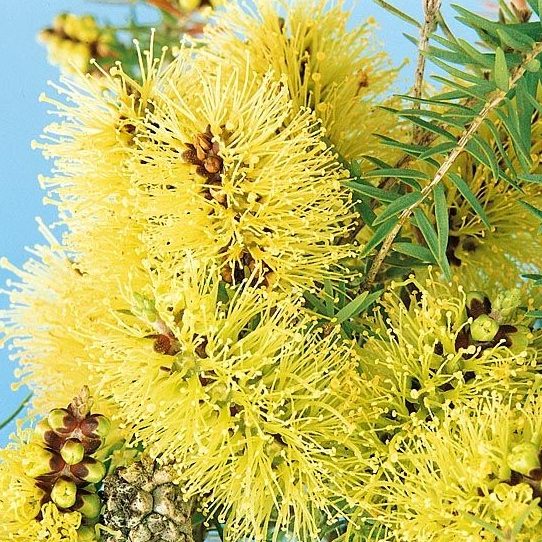 Melaleuca incana – Grey Honey-Myrtle seeds X 5 grams approx 150000 seeds (bulk) - Image 2