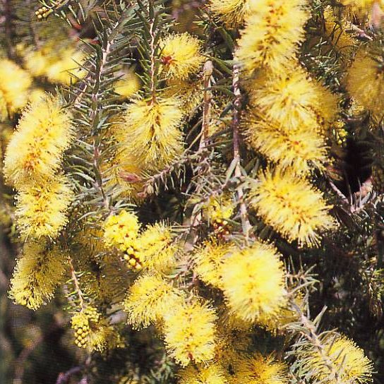 Melaleuca incana – Grey Honey-Myrtle seeds X 5 grams approx 150000 seeds (bulk) - Image 3