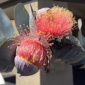 Eucalyptus macrocarpa – Rose of the West, Mottlecah seed x200