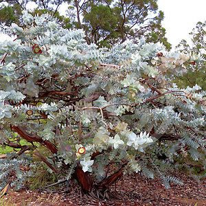 Eucalyptus macrocarpa – Rose of the West, Mottlecah seed x200 - Image 4