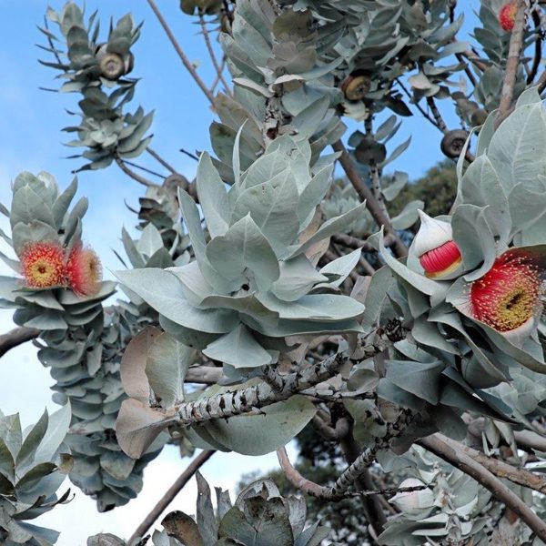 Eucalyptus macrocarpa – Rose of the West, Mottlecah seed x200 - Image 3