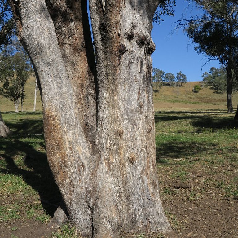 Eucalyptus moluccana – Gum-Topped Box seed x200 - Image 4