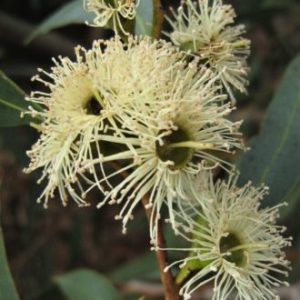 Eucalyptus moluccana – Gum-Topped Box seed x200