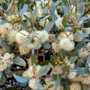 Eucalyptus platypus – Round Leaved Moort seed x200