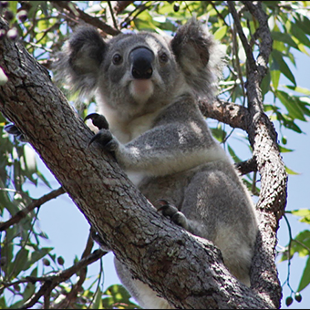 Eucalyptus punctata – Grey Gum seed x200 - Image 4