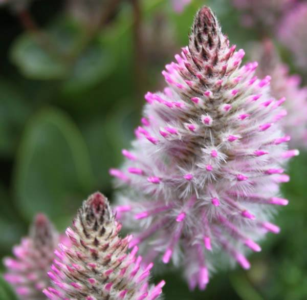 Ptilotus exaltatus – Pink Mulla Mulla seeds x 35 - Image 3