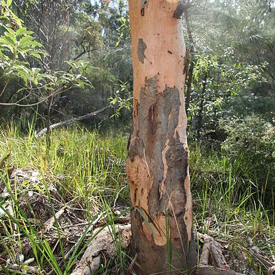 Eucalyptus punctata – Grey Gum seed x200 - Image 3