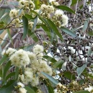 Eucalyptus punctata – Grey Gum seed x200