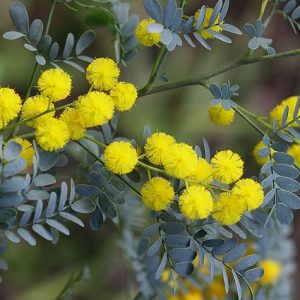 Acacia spectabilis – Mudgee Wattle seed x30
