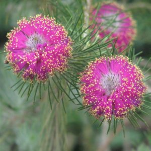 Melaleuca trichophylla – Pretty Honey Myrtle x 3 gms approx 3000 seeds (bulk)