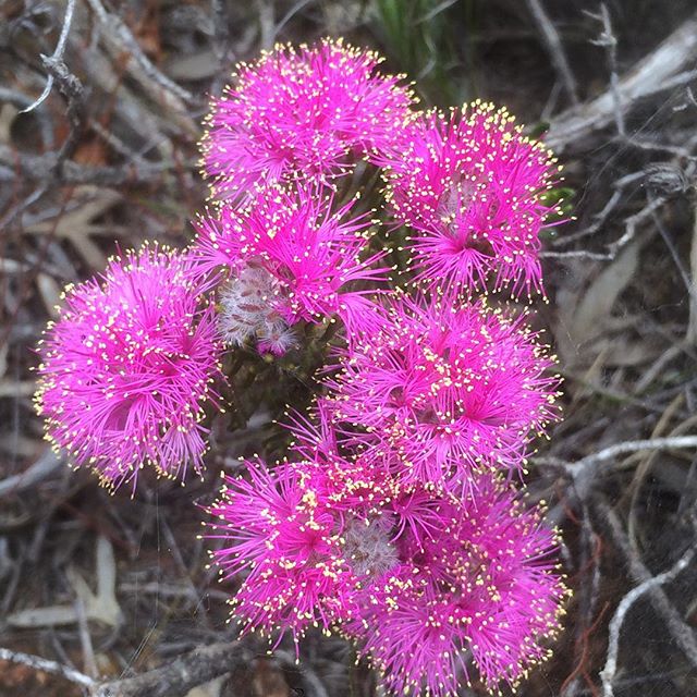 Melaleuca trichophylla – Pretty Honey Myrtle x 3 gms approx 3000 seeds (bulk) - Image 3