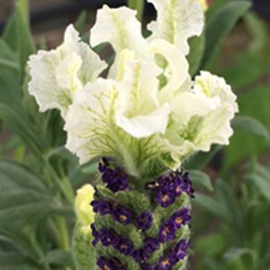 White Anouk Spanish Lavender