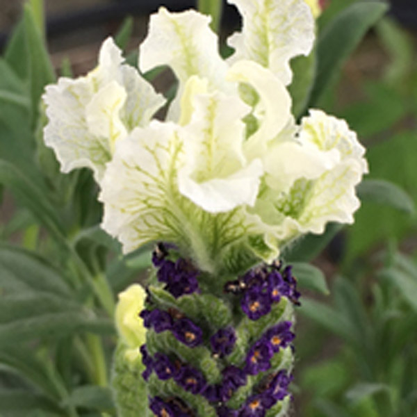 White Anouk Spanish Lavender - Image 2